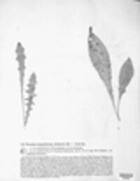 Puccinia compositarum image